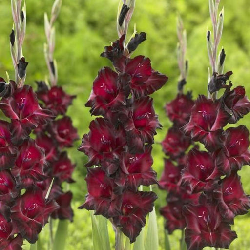 ГЛАДИОЛУС Блэк Сюрпрайз Разбор 10/12 Кол-во упак., шт 10