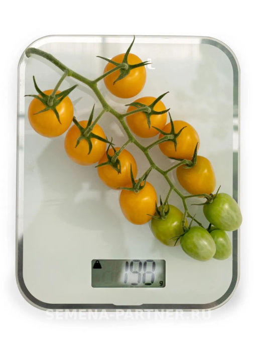 Томат Черри Софа - Партнер фото 8