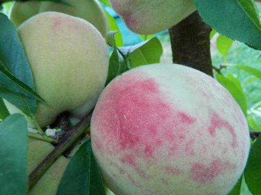 Персик Белый Лебедь - Долина роз фото 2