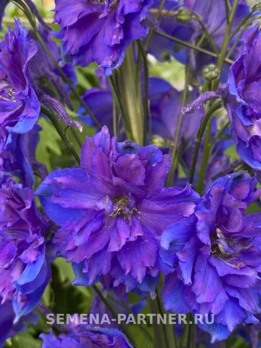 Дельфиниум Пэйген Перплс - Партнер фото 8