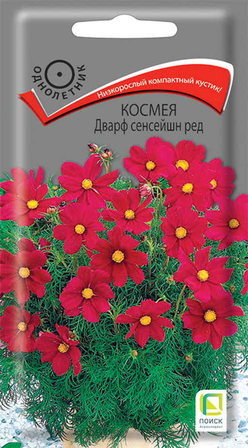 Космея Дварф сенсейшн ред (ЦВ) (1) 0,2гр. - Поиск фото 2