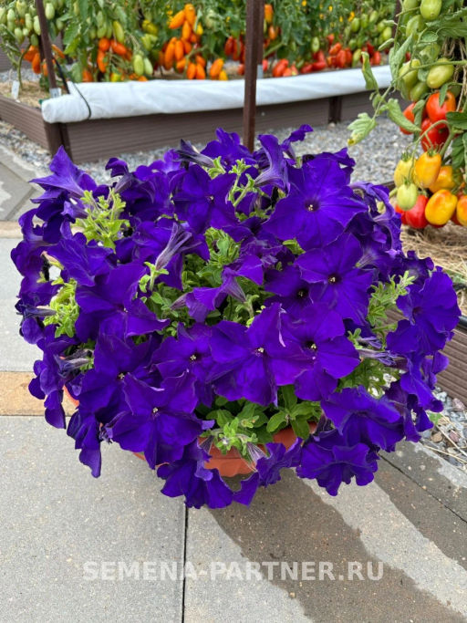 Петуния Кашарель Блу Шейк крупноцветковая компактная - Партнер фото 3