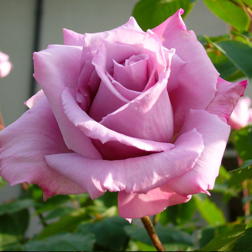 Роза Океан Блю (Плетистая) 1шт