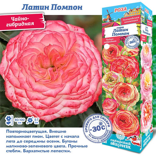 Роза Латин Помпон (Чайно-гибридная) 1шт