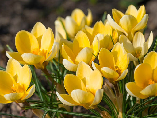 Крокус Yellow Mammouth (Еллоу Маммос) 5 шт - Долина роз фото 4