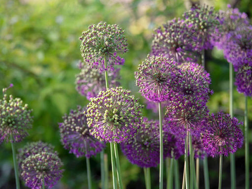 Allium Beau Regard (Лук декоративный Беау Регард) - Долина роз фото 2