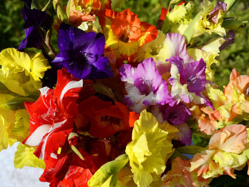 Гладиолусы Марокканские огни (микс 10 шт) - Долина роз фото 2