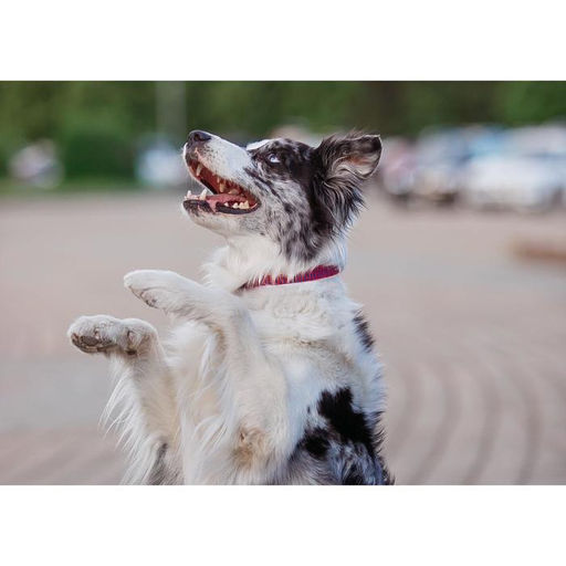 Ошейник рифленый, 40 х 1,5 см, красно-синий - Пижон фото 5