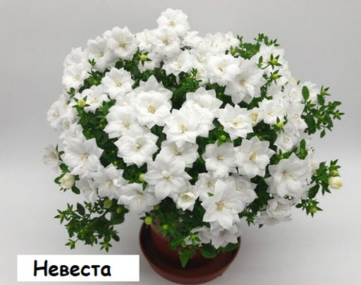 скрыт Кампанула махровая (Невеста/Биколор любовник) 1 шт. микс - 1000корней фото 2