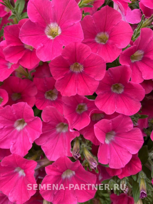 Петуния Зацветёт Middl Роузмэри полуампельная - Партнер фото 3