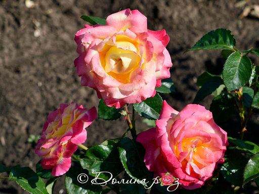 Роза Восточный Экспресс - Долина роз фото 3