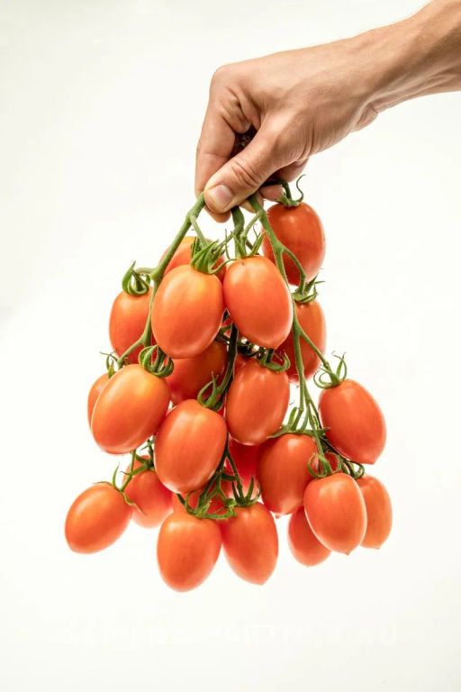 Томат Пламя - Партнер фото 3