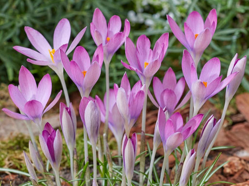 Крокус Томазини Розеус 5 шт - Долина роз фото 4
