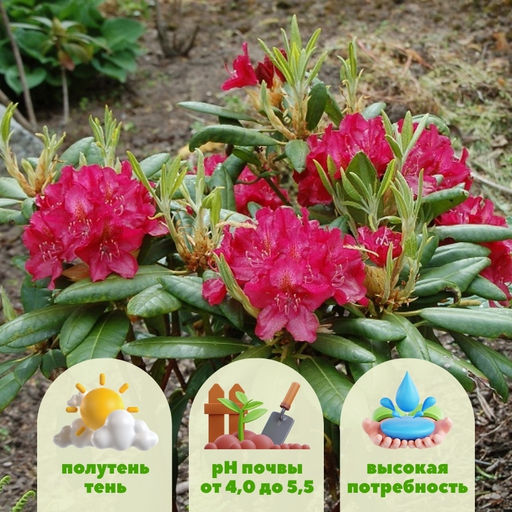 Рододендрон Казимира Вилки