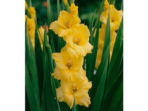 Гладиолус Jacksonville Gold (Джексонвилл Голд) 5 шт - Долина роз фото 2