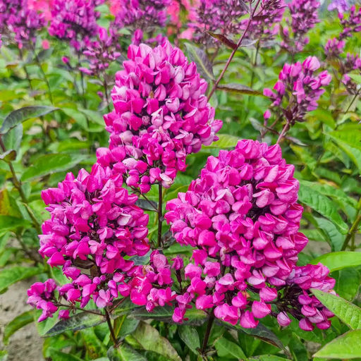 Флокс Butonik (Метельчатый) - Голландские луковицы фото 4