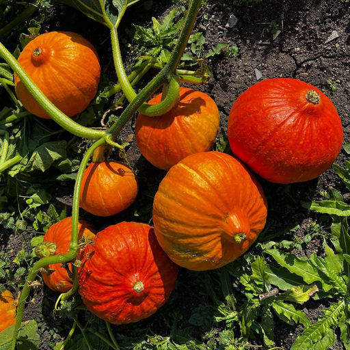 Тыква КОНФЕТКА (КАРАМЕЛЬКА)  Самая сладкая! Идеальна для диетического и детского питания! Аромат с ванильными нотками!