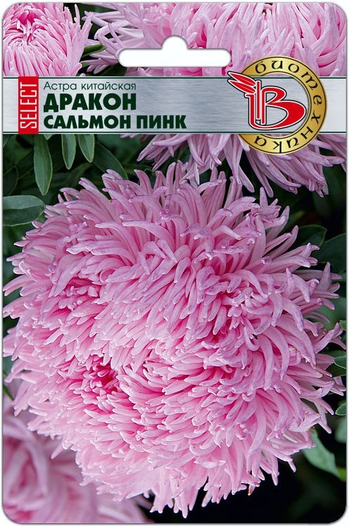 Астра китайская Дракон селект Вайт - Биотехника фото 5