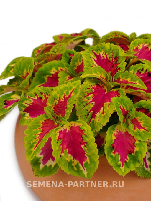 Колеус шлемниковидный Визард Роуз - Партнер фото 5