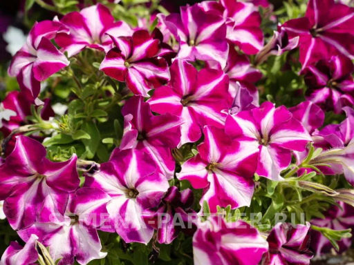 Петуния Мон Амур Эстель прямостоячая звезда бело-пурпурная - Партнер фото 4