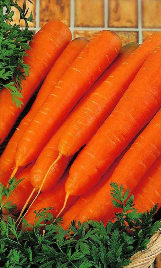 Морковь ХРУСТЯЩЕЕ СЧАСТЬЕ (ЛЕНТА)  Самая сладкая! Корнеплоды как на подбор  ровные! Хранится до нового урожая!