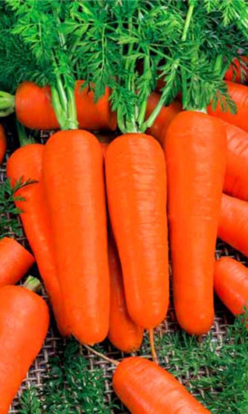 Морковь МОСКОВСКАЯ ЗИМНЯЯ А515