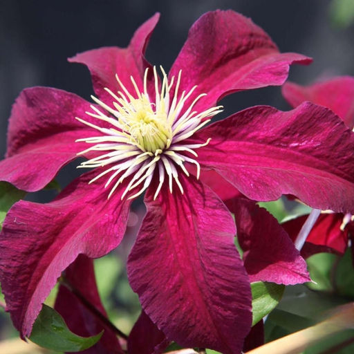 Клематис Ниобе - Долина роз фото 8