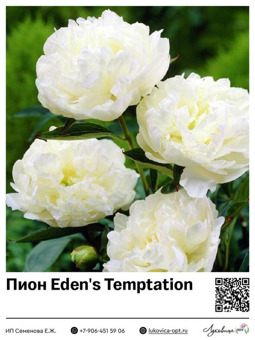 Пион Edens Temptation