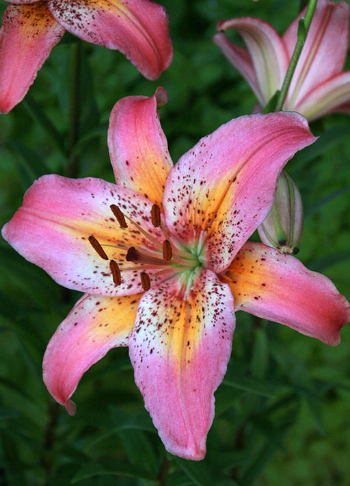 ЛИЛИЯ Сансет Булевард Разбор 12/14 Кол-во упак., шт 5