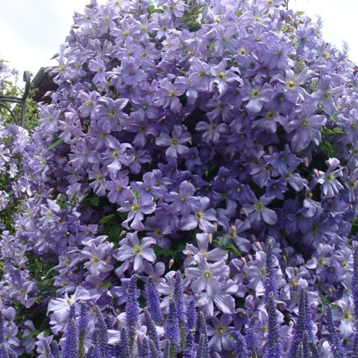 Клематис Prince Charles (Принц Чарльз) - Долина роз фото 5