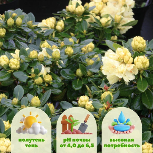 Рододендрон Голдкрон