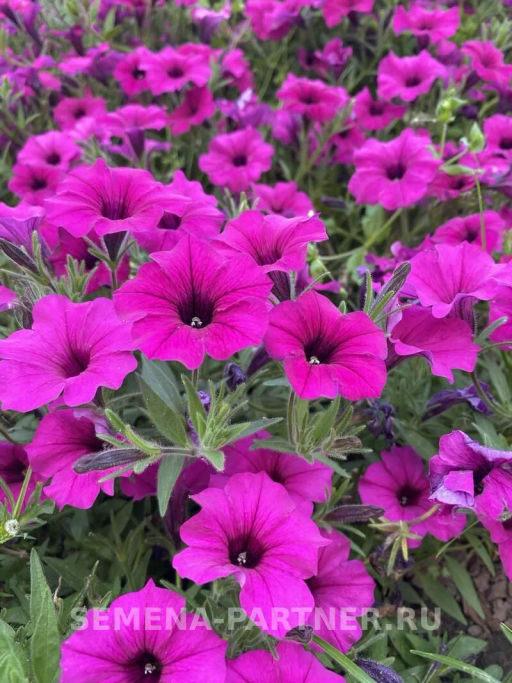 Петуния Вивальди Вуаль ампелельная фиолетовая - Партнер фото 5