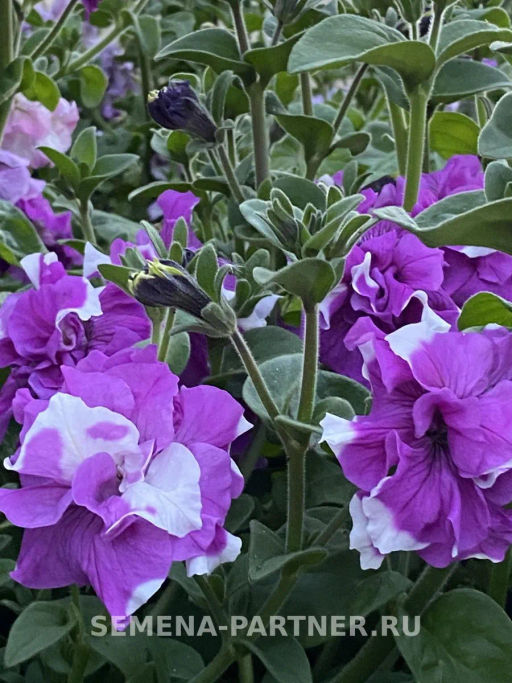 Петуния махровая срезочная Аллегра - Партнер фото 6