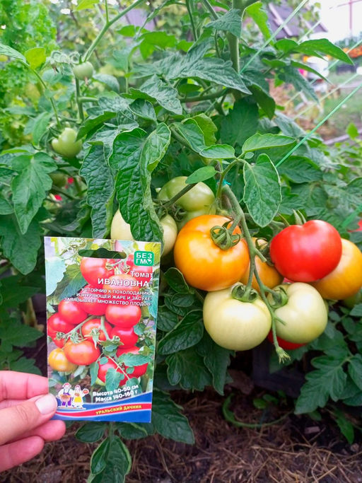 Томат ИВАНОВНА  Устойчив к похолоданию, изнуряющей жаре и засухе! Завязывает множество плодов! - Уральский дачник фото 3