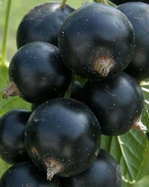 Смородина Забава черная (коробка) 1шт