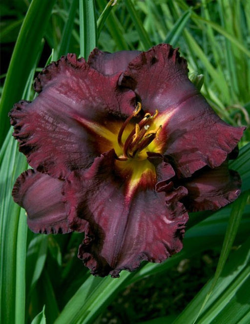 Лилейник Black Stockings (Гофрированный) - Голландские луковицы фото 2