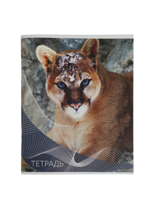 Набор тетрадей, 96 листов в линейку, Calligrata «Дикие кошки», серые листы, 4 штуки