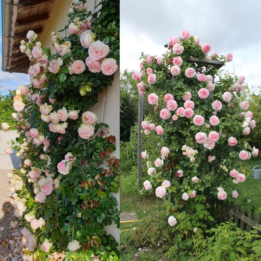 Роза Пьер де Ронсар