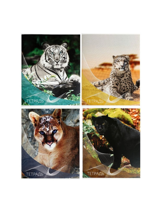 Набор тетрадей, 96 листов в линейку, Calligrata «Дикие кошки», серые листы, 4 штуки