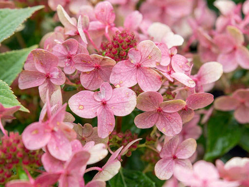 Гортензия метельчатая Полистар - Долина роз фото 4