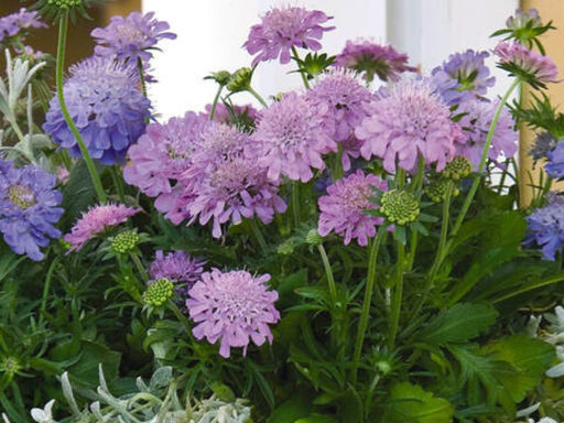 Скабиоза японская Ритц Роуз - Долина роз фото 2