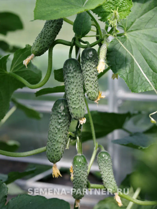 Огурец партенокарпический Дружный - Партнер фото 3