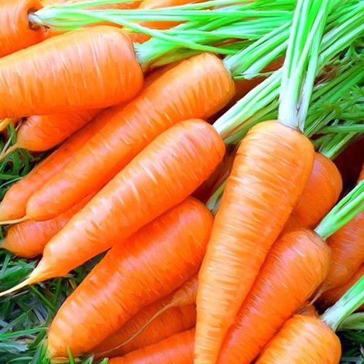 5145D Морковь Мустанг F1 1гр