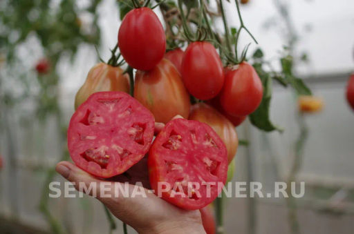 Томат Кахури - Партнер фото 7
