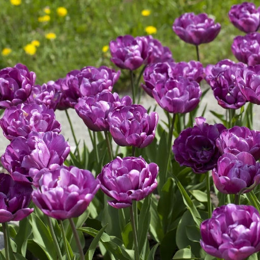 Тюльпан Лилак Перфекшн