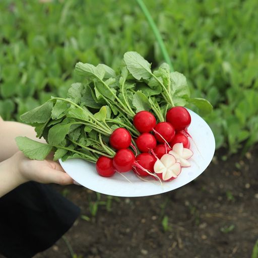 Редис КРАСА АЛТАЯ  Раннеспелый! Теневыносливый! В холодильнике хранится до 30 дней! Сибирская селекция! - Уральский дачник фото 2