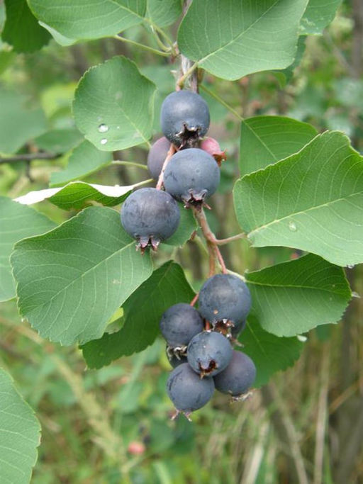 Ирга канадская Мандан 3 года ЗКС тара 2л высота 30-80см. - Наша дача фото 3