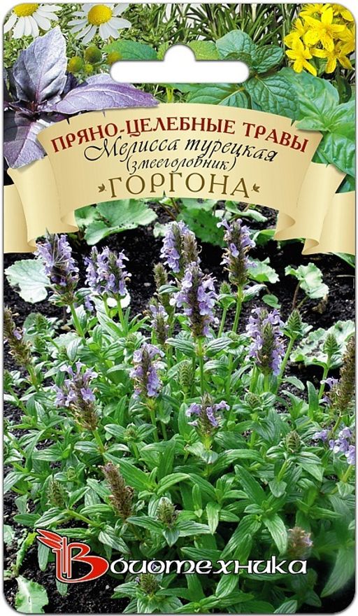 Мелисса турецкая (змееголовик) Горгона