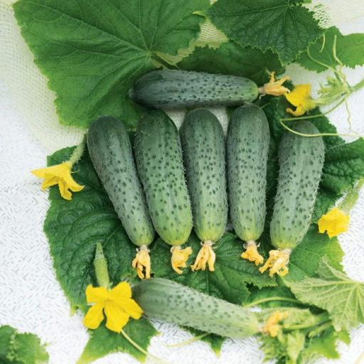 6214U Огурец Форсаж F1 5шт