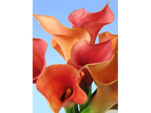 Калла Mozart (Моцарт) - Долина роз фото 3